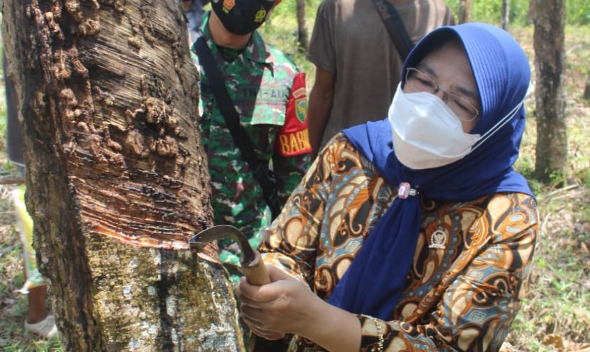 Sri Kustina Ikut Sadap Karet dan Tinjau PJUTS PALI